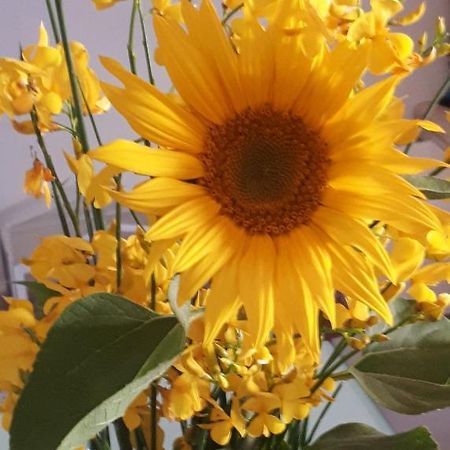 Il Girasole Del Lago Piediluco Exterior foto